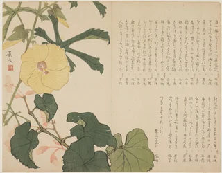 (Gelb blühender Strauch), ca. 1818-1829
